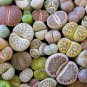 Mix Living Stone Plants - 100 Seeds