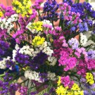 Mix Midnight Statice Limonium sinuata - 30 Seeds
