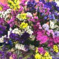 Mix Midnight Statice Limonium sinuata - 30 Seeds