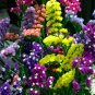 Mix Midnight Statice Limonium sinuata - 30 Seeds