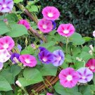 Mix Morning Glory Ipomoea Nil Climbing Vines - 20 Seeds