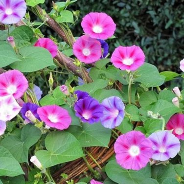 Mix Morning Glory Ipomoea Nil Climbing Vines - 20 Seeds