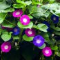 Mix Morning Glory Ipomoea Nil Climbing Vines - 20 Seeds