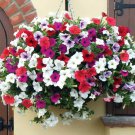 Mix Petunia Splendid in hanging baskets and containers - 120 Seeds
