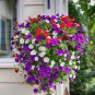 Mix Petunia Splendid in hanging baskets and containers - 120 Seeds