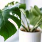Mix Philodendron Bonsai, Vine Leaf, Indoor Plants - 100 Seeds