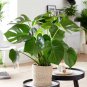 Mix Philodendron Bonsai, Vine Leaf, Indoor Plants - 100 Seeds