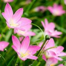 Mix Rain Lily Flowering Beautiful Bright Colors Vigorous - 200 Seeds Mix Rain Lily Flowering Beautiful Bright Colors Vigorous - 200 Seeds