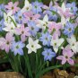 Mix Rain Lily Flowering Beautiful Bright Colors Vigorous - 200 Seeds