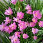Mix Rain Lily Flowering Beautiful Bright Colors Vigorous - 200 Seeds