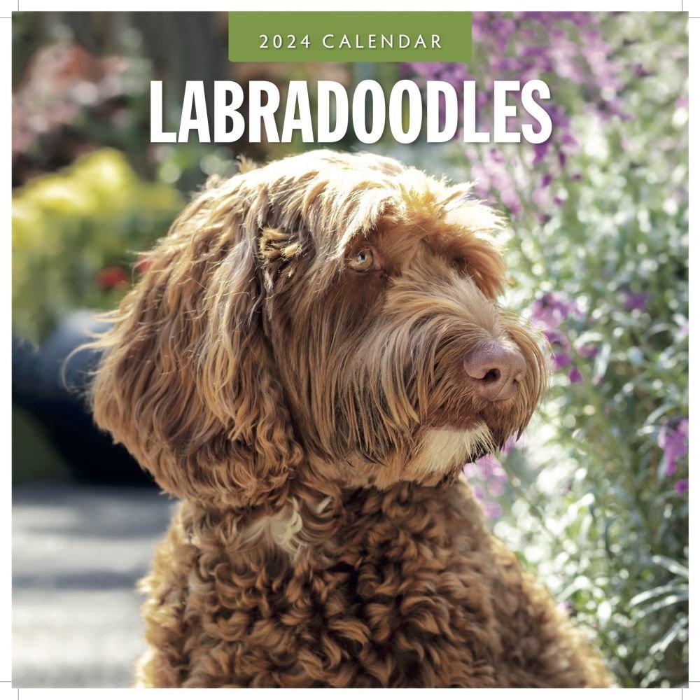 Labradoodles 2024 Wall Calendar