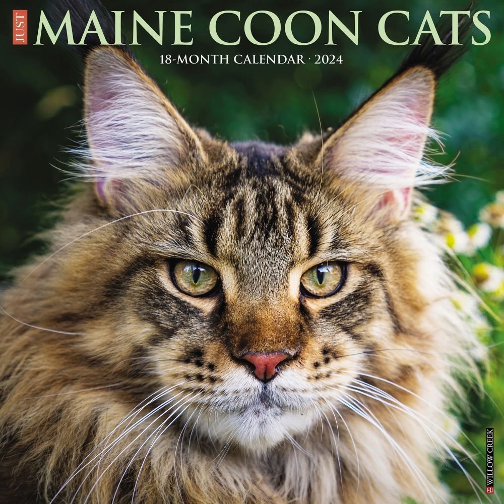 Just Maine Coon Cats 2024 Wall Calendar   657ef9c092adb 613294b 