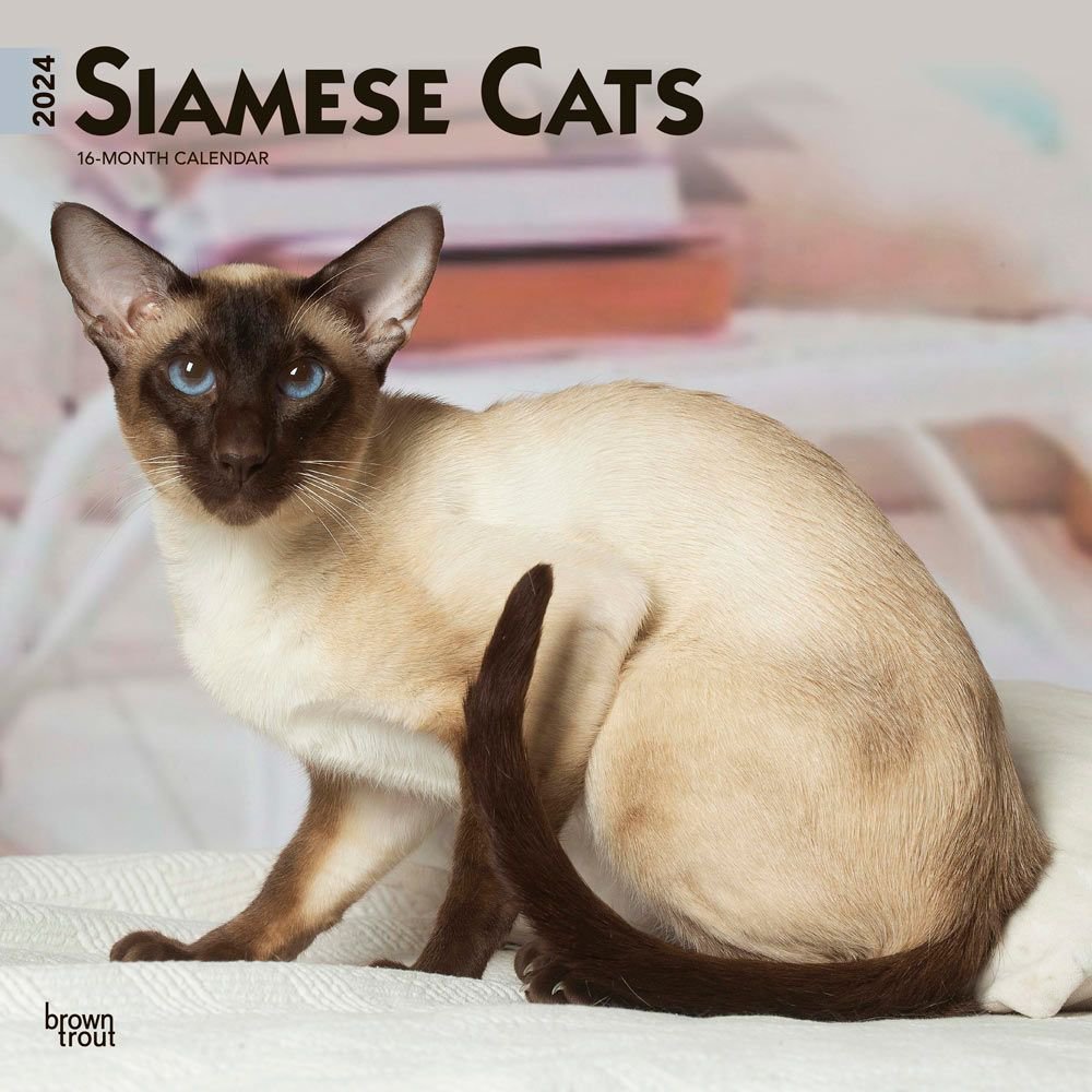 Cats Siamese 2024 Wall Calendar   657f26b5012bb 613294b 