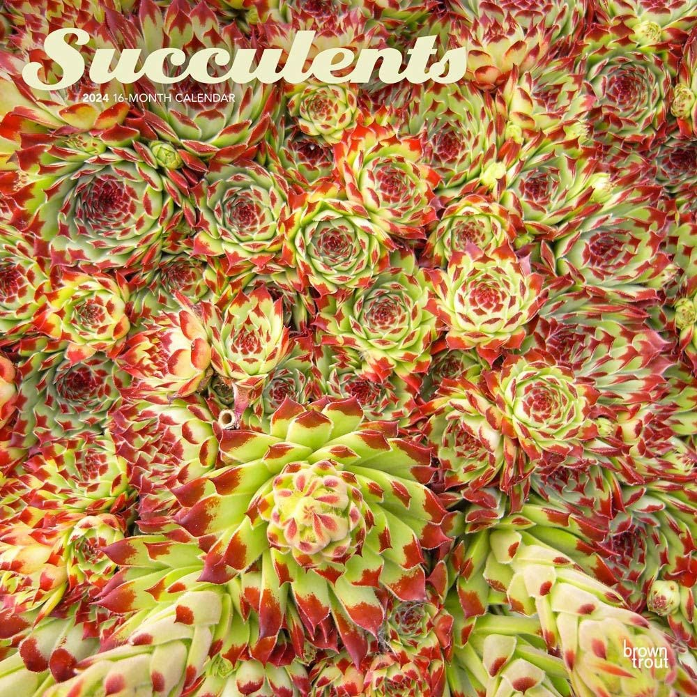 Succulents 2024 Wall Calendar