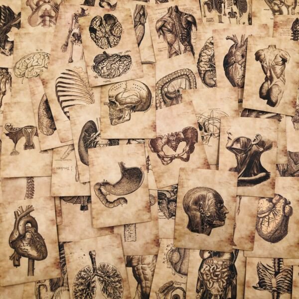 50Pcs Body Schematic Stickers Skeleton Parts Human Vinyl Decals