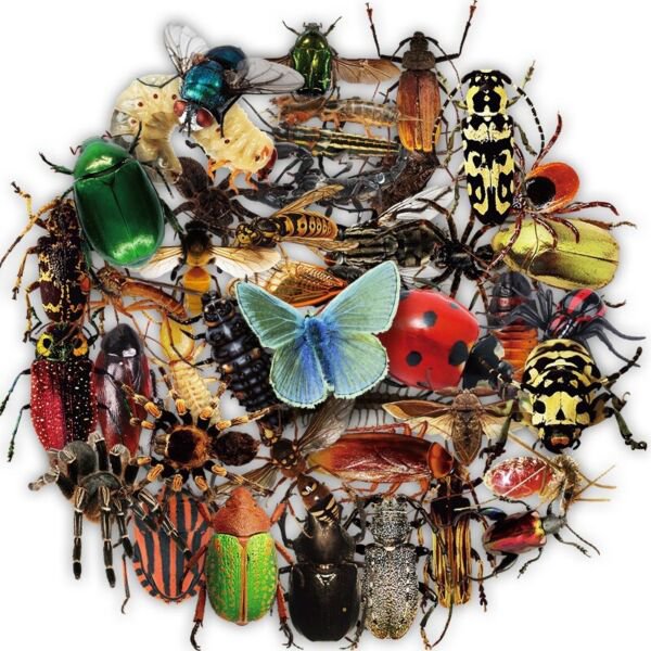 10Pcs Transparent Bug Stickers Bugs Flying Flies Butterfly Ladybird Vinyl Decals