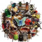50Pcs Transparent Bug Stickers Bugs Flying Flies Butterfly Ladybird Vinyl Decals