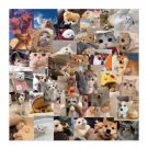50 Animals Lovely Cat And Dog Vinyl Laptop Stickers ( Actually 48 Pcs)