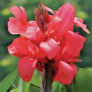 Canna Lily Deep Crimson Pink Magic (2) Live Flower Plant Bulbs Short Dwarf Fresh Garden