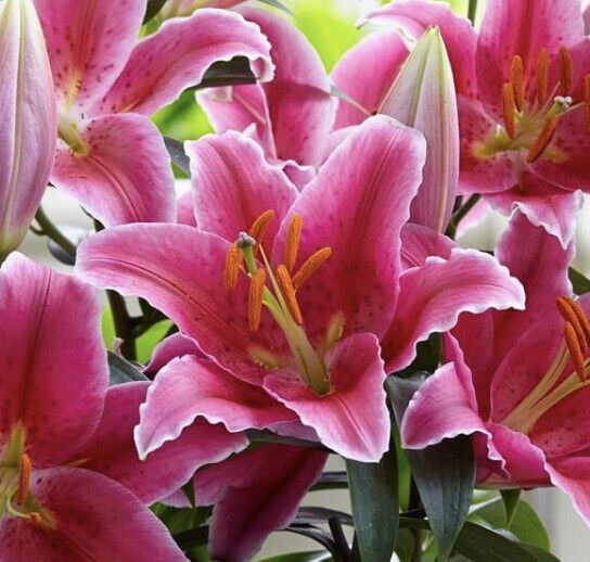 Lilium Orientalis Sorbonne Pink Oriental Lily (2) 14/16Cm Flower Plant ...