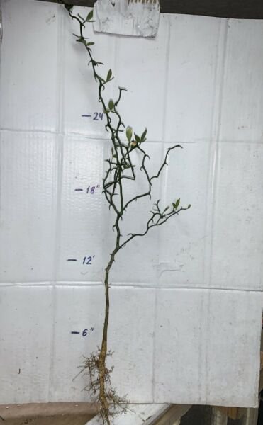 Poncirus Trifoliata "Flying Dragon" 3 Year Old Seedling Sent Bare Root Fresh Garden