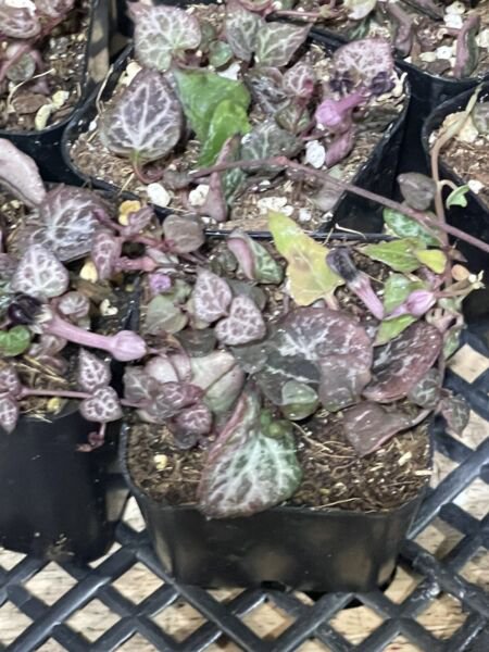 Succulent Ceropegia String Of Hearts (1) 1 2" Live Rooted Plant Vine Fresh Garden