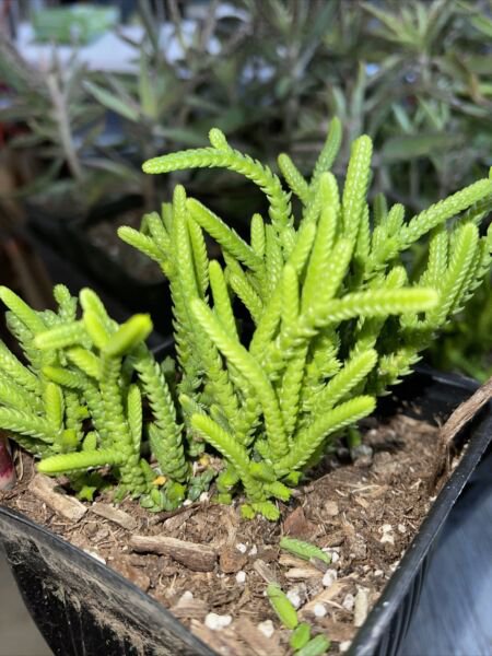 Succulent Crassula Lycopodioides / Mucosa Watch Chain (1) 1