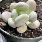 Succulent Pachyphytum Oviferum Moonstone (1)2" Live Rooted Plant Fresh Garden