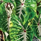 White Lava Elephant Ear Colocasia Esculenta Starter Plant Garden Home