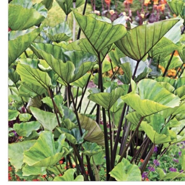 Tea Cup Elephant Ear Colocasia Esculenta Live Plant 6 ” Tall Rooted