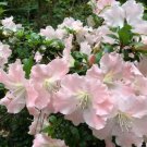 Gwenda Azalea Rhododendron Deciduous Starter Plant Very Ruffled Soft Pink Garden Home