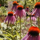 Coneflower Purple Flower Echinacea 305 Seeds Garden Home