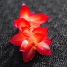 Christmas Cactus Starter Plant Vista Sun Schlumbergera Truncata Garden Home