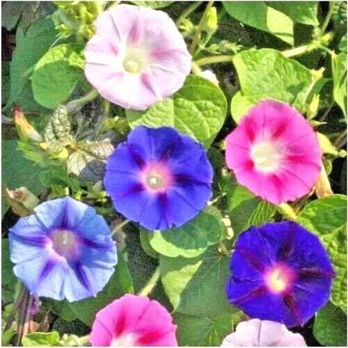 70 Morning Glory Mix Flower Seeds Wildflower Climbing Flowering Vine ...