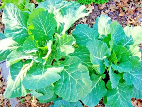 601 Vates Collard Greens Seeds Heat Frost Tolerant Slow Bolt Container Garden Home