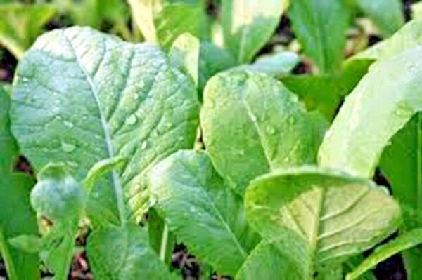 601 Tendergreen Mustard Seeds Organic Spring Fall Container Greens Easy Garden Home