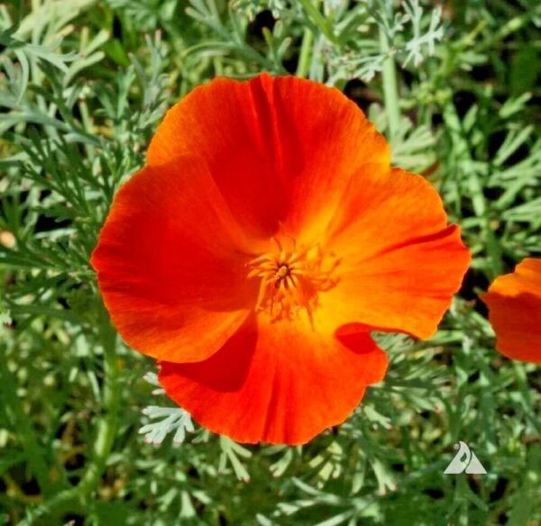 501 Mikado California Poppy Flower Seeds Native Wildflower Container