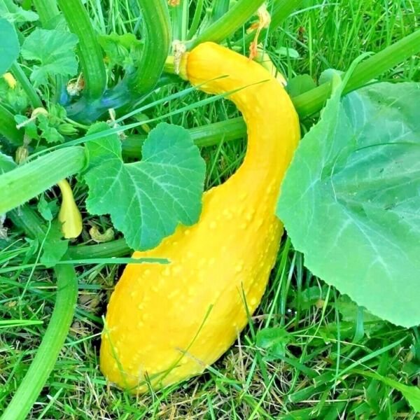 41 Crookneck Squash Seed Organic Native Heirloom Vegetable Container