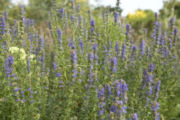 4" Pot Hyssopus Officinalis Hyssop Edible Showy Attracts Butterflies Garden Home
