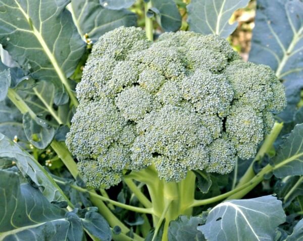 300 Waltham 29 Broccoli Seeds Organic Heirloom Cool Season Vegetable ...