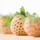 10 White Carolina Pineberry Strawberry Bare Root Plants Garden Home