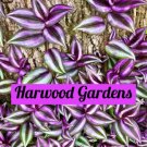 10 Wandering Jew Tradescantia Zebrina Plant Cuttings Purple Plant Garden Home