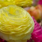 10 Ranunculus Yellow Shades Bulbs Garden Home