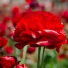 10 Ranunculus Red Shades Bulbs Garden Home
