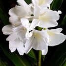 1 White Butterfly Ginger Lily Plant No Pot Very Fragrant Hummingbirds Garden Home