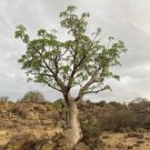 1 Plant Moringa Oleifera Tree 5 ” Tall Drumstick Horseradish Live Medicinal Garden Home