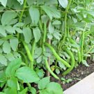 1 Oz Fava Bean Seeds Organic Heirloom Broad Bean Gourmet Buttery Nutty Taste Garden Home