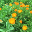 1 Oz English Marigold Seeds Ornamental Culinary Medicinal Container Easy Garden Home