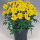 1 Oz Dwarf Yellow Lemon Cosmos Flower Seeds Drought Poor Soils Cut Flowers Easy Garden Home