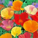 1 Oz California Poppy Mix Flower Seeds Native Wildflower Pollinators Easy Garden Home